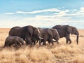 Family elephants on the African savannah, Safari, Kenya