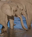 Family of elephants all drink from a local watering hole Royalty Free Stock Photo