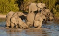 Family of elephants all drink from a local watering hole Royalty Free Stock Photo