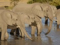 Family of elephants all drink from a local watering hole Royalty Free Stock Photo