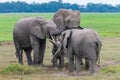 A family of elephants, with a baby Royalty Free Stock Photo