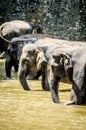 A family of elephants during a bath  in the Pinnawala Elephant Orphanage, Sri Lanka. Royalty Free Stock Photo