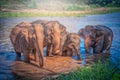 Family of Elephants bathing in the river at Chiang Mai, Thailand Royalty Free Stock Photo