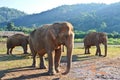 Family of elephants covered by mud walking towards the swamps Royalty Free Stock Photo