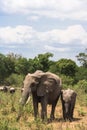 A family of elephants cross the road. Masai Mara, Kenya