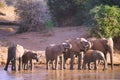 The family of elephants drink water at the river.
