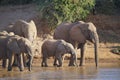 The family of elephants drink water at the river.