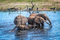 A family of Elephants drinking from the Chobe River, Botswana Royalty Free Stock Photo