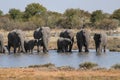 Family of Elephants drinking water in a waterhole. Etosha National Park in Namibia Royalty Free Stock Photo