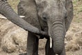 Family of elephants drinking from a waterhole in Botswana, Africa Royalty Free Stock Photo