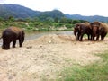 Family of elephants