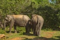 A family of elephants go around a safari, Yala National Park, Sri Lanka Royalty Free Stock Photo