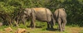 A family of elephants go around a safari, Yala National Park, Sri Lanka Royalty Free Stock Photo