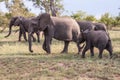 A family of elephants grazing in African savanna