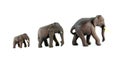 Family elephants isolated