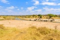 Family of elephants and lions at waterhole in Tarangire national park, Tanzania - Safari in Africa Royalty Free Stock Photo