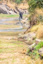 Family of elephants and lions at waterhole in Tarangire national park, Tanzania - Safari in Africa Royalty Free Stock Photo