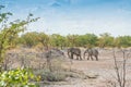 Family of elephants on the move. Royalty Free Stock Photo