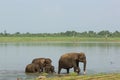 Family of elephants passing river ford