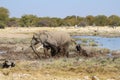 Family of Elephants playing in the mud - Etosha National Park - Namibia. Royalty Free Stock Photo