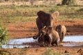 Family of elephants playing in the red mud Royalty Free Stock Photo