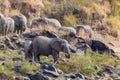 A family of elephants on the river bank. Masai Mara, Kenya. Africa Royalty Free Stock Photo