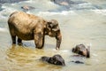 A family of elephants in the river while swimming in the Pinnawala Elephant Orphanage. Royalty Free Stock Photo