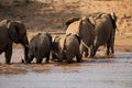 Family of elephants in Samburu crosses river