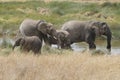 A family of elephants seeks refreshment in the river