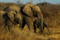 Family of elephants