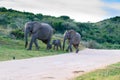 Family of elephants from South Africa Royalty Free Stock Photo