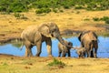 Family Elephants in South Africa Royalty Free Stock Photo