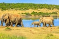 Family Elephants in South Africa Royalty Free Stock Photo