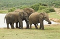 Family of elephants standing at a water hole Royalty Free Stock Photo