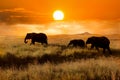 Family of elephants at sunset in the national park of Africa. Royalty Free Stock Photo