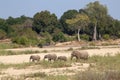 FAMILY OF ELEPHANTS ON THEIR WAY TO SABIE RIVER