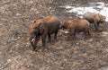 Family elephants