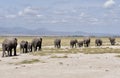 Family of Elephants Walking in Line Royalty Free Stock Photo