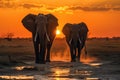Family of elephants walking through the savana at sunset. Amazing African wildlife
