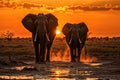Family of elephants walking through the savana at sunset. Amazing African wildlife Royalty Free Stock Photo