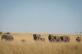 A family of elephants walking through the savannah Royalty Free Stock Photo