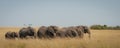 A family of elephants walking through the savannah Royalty Free Stock Photo