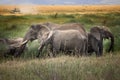 A family of elephants walking through the savannah of the Serengeti, Tanzania Royalty Free Stock Photo