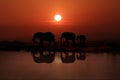 Family of 3 Elephants Walking In the Sunset Royalty Free Stock Photo