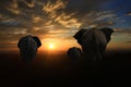 Family of 3 Elephants Walking Into the Sunset Royalty Free Stock Photo