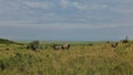 A family of elephants walks in the endless African savanna