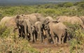 Family of elephants at water hole