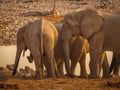 Family of elephants at a waterhole in the Etosha National Park in Namibia. Royalty Free Stock Photo