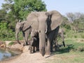 Family of Elephants at a Waterhole Royalty Free Stock Photo