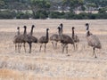 Family of emus in Australia Royalty Free Stock Photo